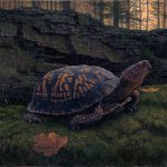 Timothy Barr, Eastern Box Turtle, 2015, oil on board, 12 x 16 inches