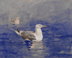 Jamie Wyeth, Herring Gull #3, 1976, Watercolor on paper board, 16 x 20 inches