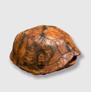 J. Clayton Bright, Turtle Shell (patterned), Bronze, 4 ½ x 3 ½ x 2 inches, signed and numbered