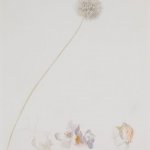Joseph Stella, Dandelion and Roses, 1925 Silverpoint and crayon on prepared paper 14 7/8 x 13 inches