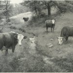 Scott Prior, Cows, 2013, graphite on paper, 37 x 54 inches sm