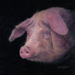 Timothy Barr, Piggy, oil on panel, 10 x 10 inches