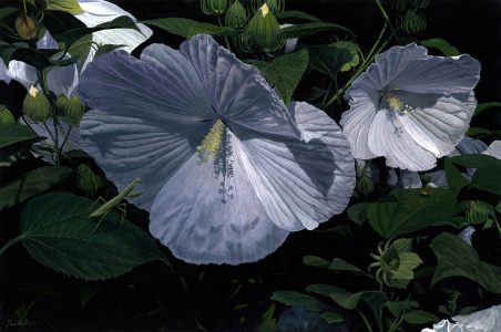 Timothy Barr, Hibiscus, Oil on panel, 20 x 30 inches