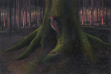 Timothy Barr, Pileated, Oil on panel, 20 x 30 inches