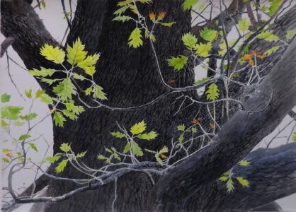 Greg Mort, Young Oak Leaves, 2021, Watercolor, 21 x 29 inches