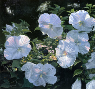 Timothy Barr, Hibiscus (Full Bloom) (SOLD), 2022, Oil on panel, 18 x 19 inches