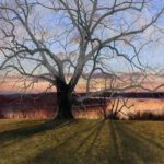 Timothy Barr, Sycamore Sunset (SOLD), Oil on panel, 30 x 34 inches