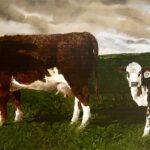 Jamie Wyeth (b. 1946), Cow 69 and Calf 17, Mixed media on paper, 11 x 14 inches