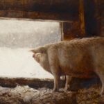 Jamie Wyeth, Winter Pig, 1975, Drybrush watercolor on Strathmore plate finish paper, 24 x 36 inches