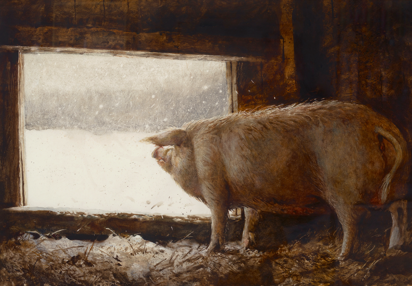 Jamie Wyeth, Winter Pig, 1975, Drybrush watercolor on Strathmore plate finish paper, 24 x 36 inches