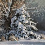 Michael Godfrey, Winter's Finery, Oil on board, 16 x 20 inches