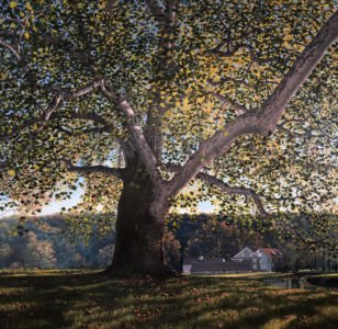 Timothy Barr (b. 1957), Brinton Mill Backlit II, 2019, Oil on panel, 24 x 24 inches