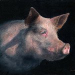 Timothy Barr, Pig Profile, 2015, oil on board, 11 x 14 inches