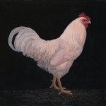 Tim Barr, White Chicken, 2015, oil on board, 11 x 14 inches