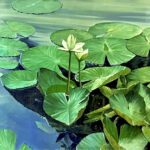 Jeff Moulton (b. 1946), Water Lilies Triptych, Oil on canvas, 46 x 144 inches