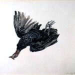 Andrew Wyeth (1917-2009), Wild Turkey, 1942, Watercolor with pen and ink, 17 x 20 inches