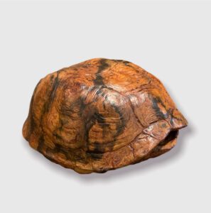 J. Clayton Bright, Turtle Shell (patterned), Bronze, 4 ½ x 3 ½ x 2 inches