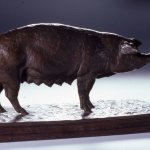 J. Clayton Bright, Sweat Pea