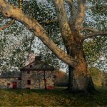 Timothy Barr, Gilpin Sycamore, 2012, oil on panel, 16 x 24 inches