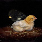 Timothy Barr, Black and White Chicks, 2012, oil on board, 11 x 14 inches