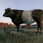 Timothy Barr, Dun Belted Galloway, oil on panel, 12 x 16 inches