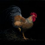 Timothy Barr, Rooster, 2012, oil on board, 12 x 16 inches