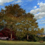 Timothy Barr, Spotlit, 2012, oil on panel, 16 x 24 inches