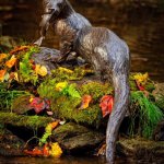 Rikki Morley Saunders, Tarka, bronze, 6 1/2 x 38 x 12 inches