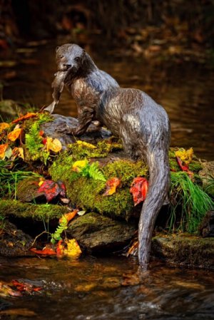 Rikki Morley Saunders, Tarka, bronze, 6 1/2 x 38 x 12 inches