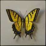 Scott Fraser, SwallowTail, Oil on Copper, 6 x 6 inches