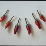 Scott Fraser, Thai Hot Chiles, Oil on Copper,4.5 x 5.5 inches
