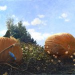 Timothy Barr, Indian Summer Breeze, Oil on Panel, 16 x 24 inches