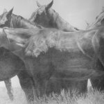 Woodrow Blagg, Open Remola, Graphite on Paper, 20 x 40 inches