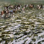 Alex Kanevsky, Cheshire Hounds, 2014, oil on board, 48 x 44 inches