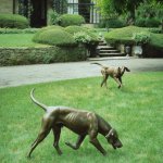 J. Clayton Bright, Couple of Foxhounds, bronze, life size