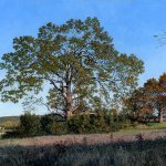 Timothy Barr, Ancient Oaks, 2014, oil on panel, 14 x 20 inches