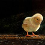 Timothy Barr, Chicken Baby, 2014, oil on panel, 11 x 14 inches