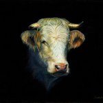 Timothy Barr, White Bull, 2014, oil on panel, 11 x 14 inches