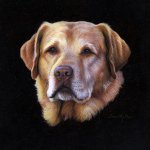 Timothy Barr, Yellow Lab, 2014, oil on panel, 9 x 9 inches