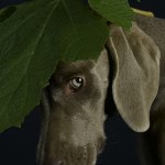 William Wegman, Green Beret, 2005, color pigment print, 28 x 21 inches