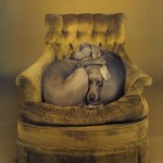 William Wegman, Nest, 1989/2008, pigment print, 24 x 19 5/8 inches