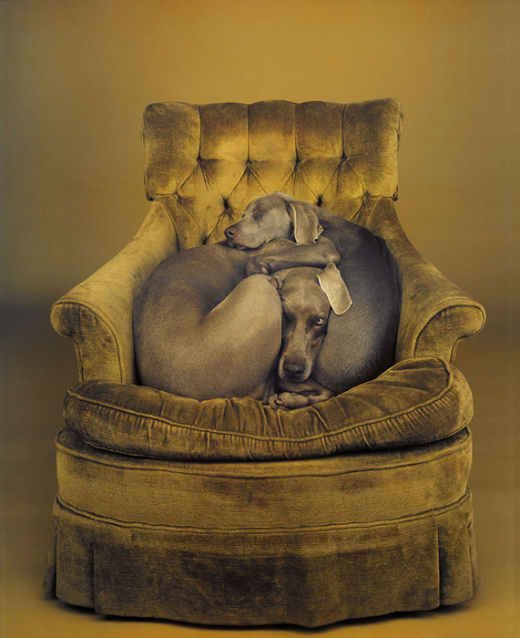 William Wegman, Nest, 1989/2008, pigment print, 24 x 19 5/8 inches