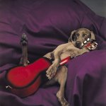 William Wegman, Slow Guitar, 1987/2010, pigment print, 28 x 22 inches