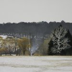 Peter Sculthorpe, Buck Run Willows, 2014, oil, 18 x 47 inches