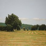 Peter Sculthorpe, Wind Rows, 2014, oil, 20 x 30 inches