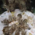 Sarah McRae Morton, Scratch Cake, Trick Candles, Wild Lemon, 2022, Oil on linen, 40 x 30 inches