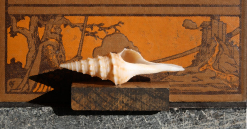 Jon Mort, Paper Nautilus, 2019, Colored pencil on Bristol board, 10 x 18 inches