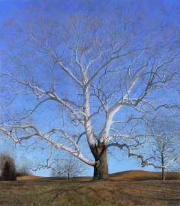 Timothy Barr, The Overstory, Oil on panel, 34 x 30 inches