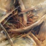 Jane Morris Pack, Tangled Branches, 2009, Oil on paper, 19 3/4 x 25 1/2 inches