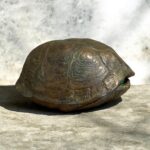 J. Clayton Bright, Turtle Shell, Bronze, 4 ½ x x 3 x 3 ½ inches